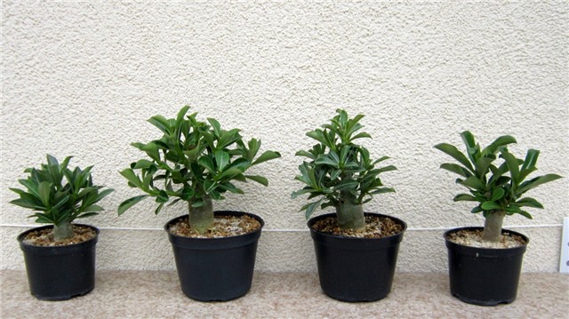 Adenium obesum