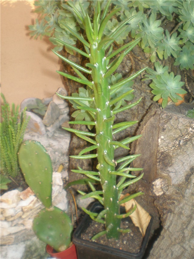 Opuntia