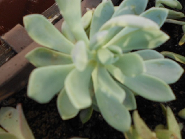 sedum nussbaumerianum