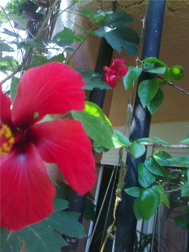 hibiskusa