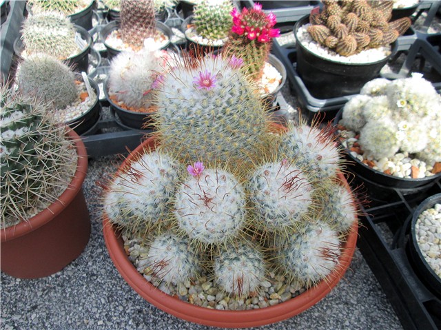 mammillaria bombicina