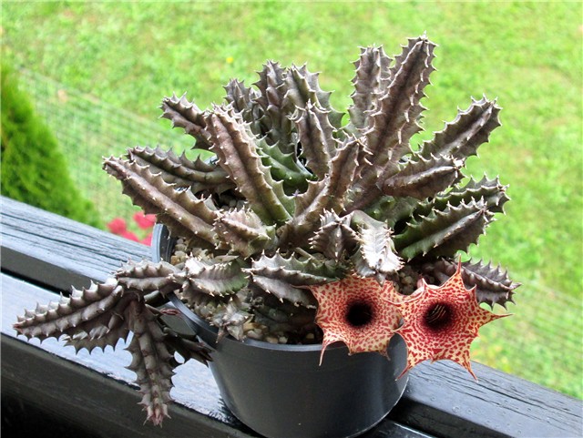 Huernia hislopii