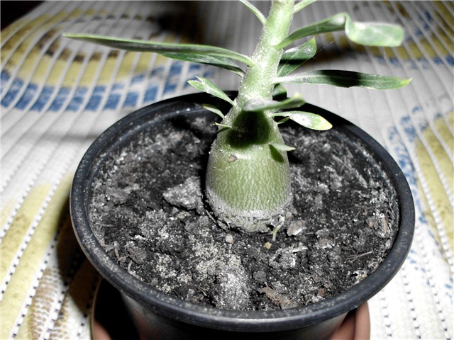 adenium 5