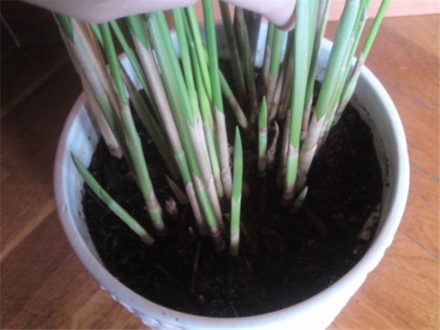 Vodena palma - Cyperus