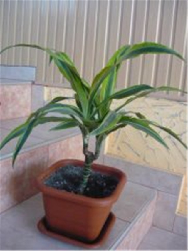 DRACENA