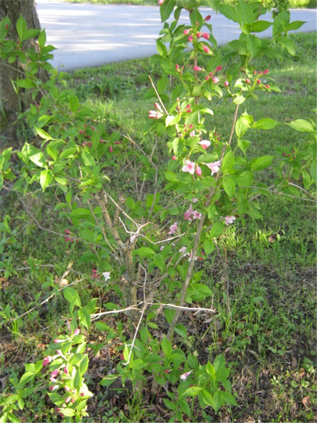weigela