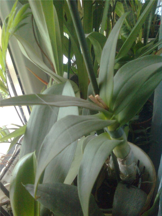 orhidea
