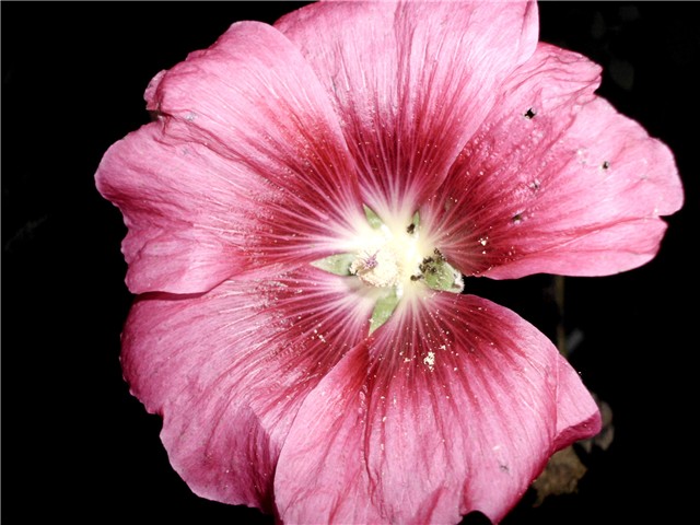  hibiskus vrtni