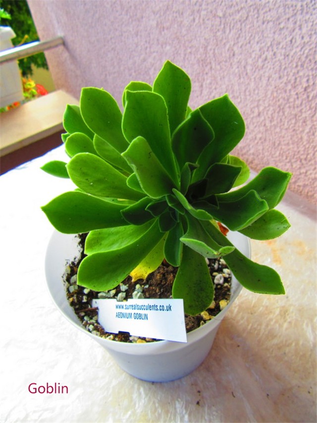 aeonium 19