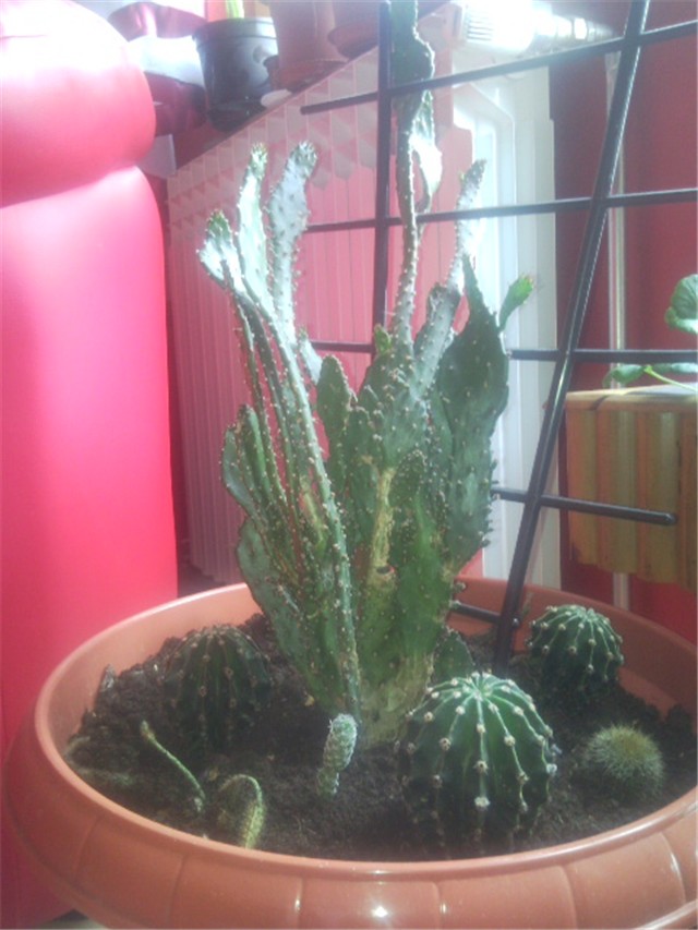 kaktus