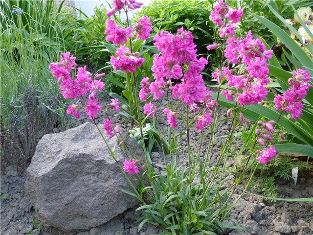 Lychnis