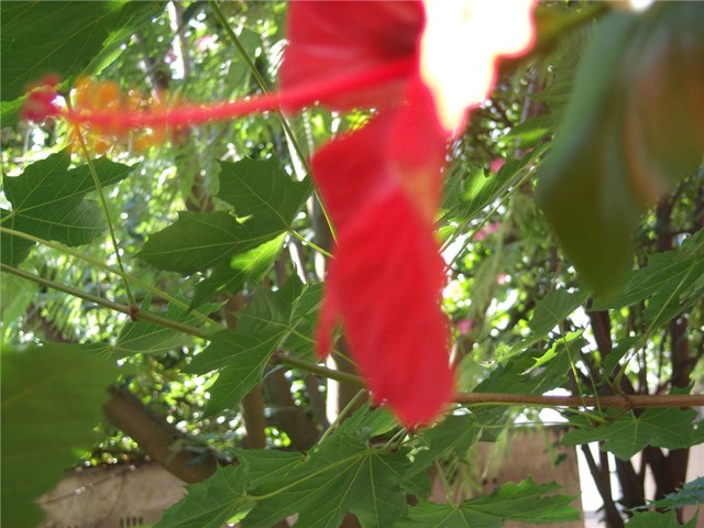 hibiskus