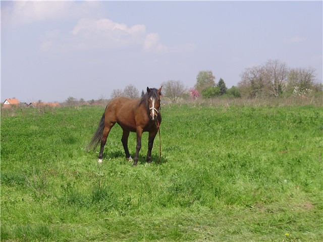 vukovar