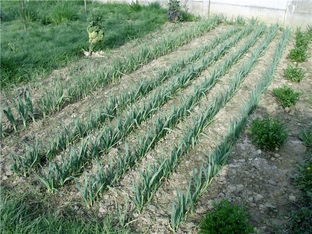 češnjak1