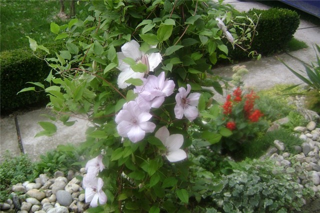 klematis
