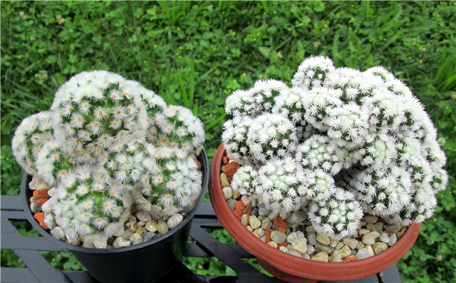 mammillaria 