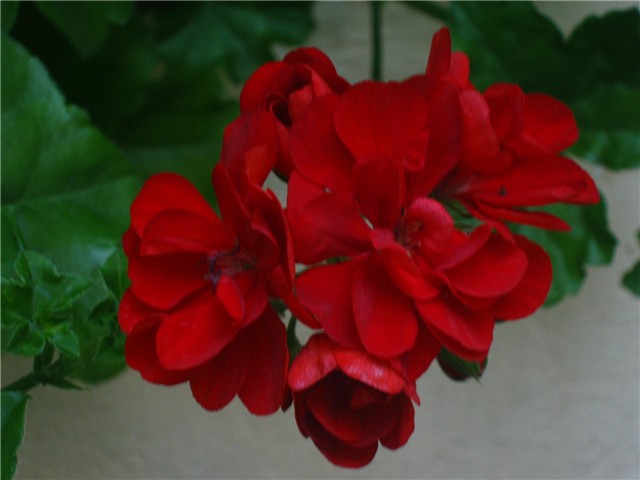 pelargonije