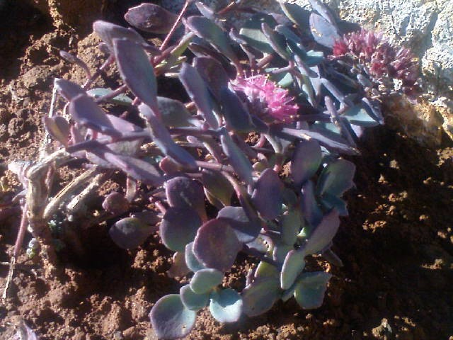 Sedum sieboldii