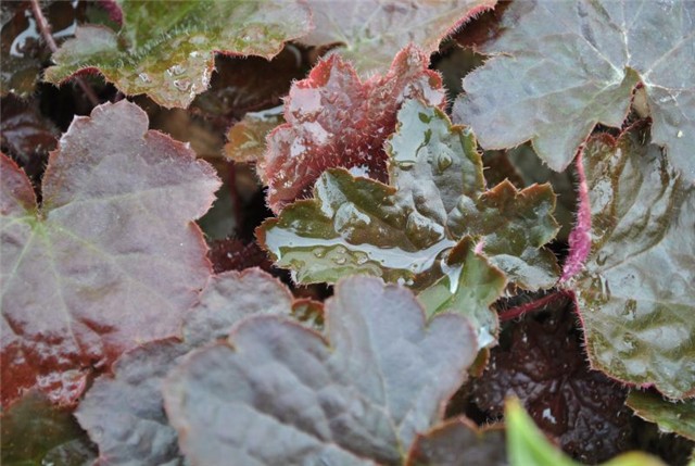 heuchera