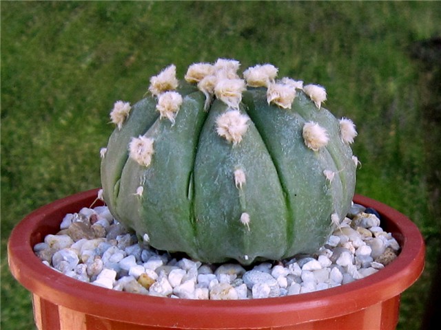 Astrophytum asterias hybrid ?