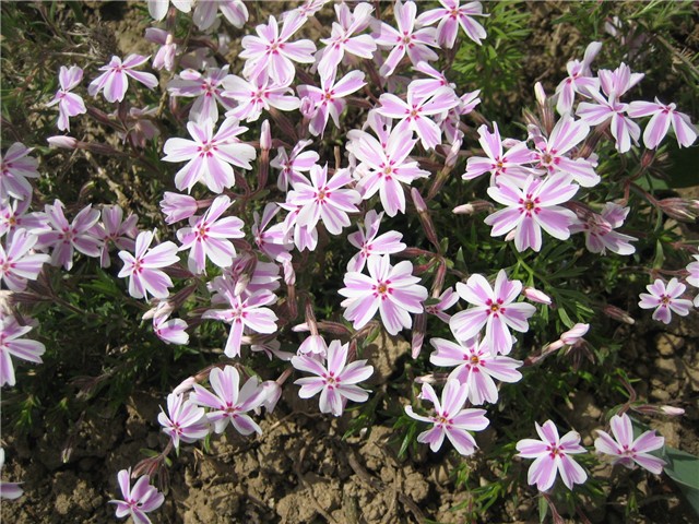 Phlox