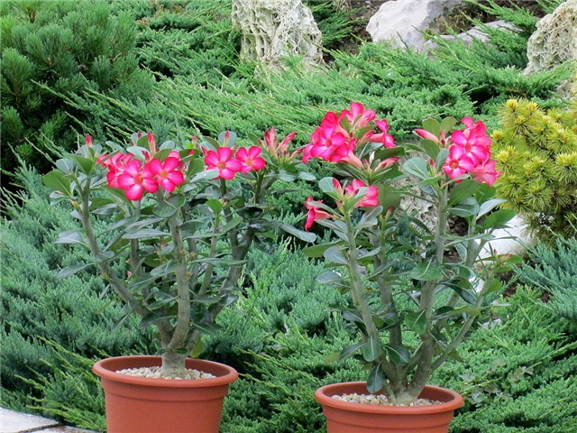 Adenium obesum