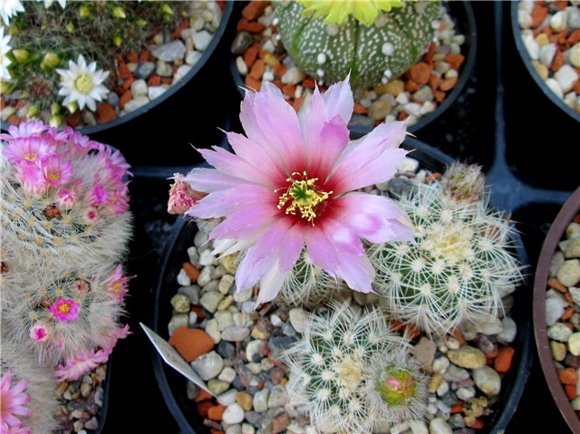 echinocereus baileyi