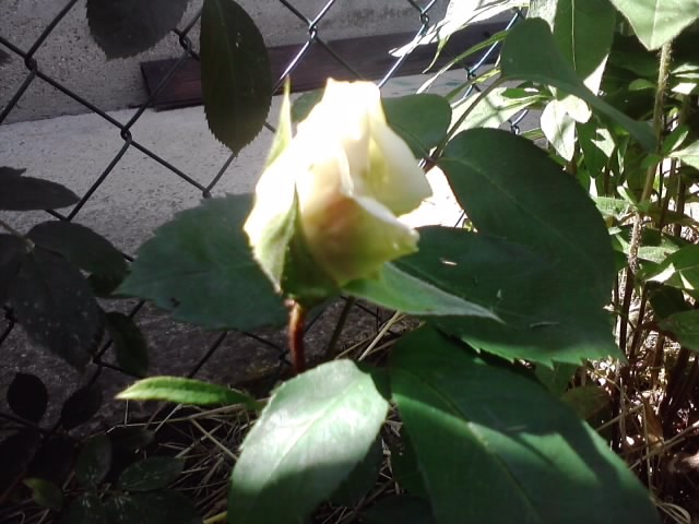 ruža bijela