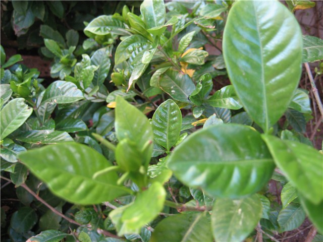 gardenija