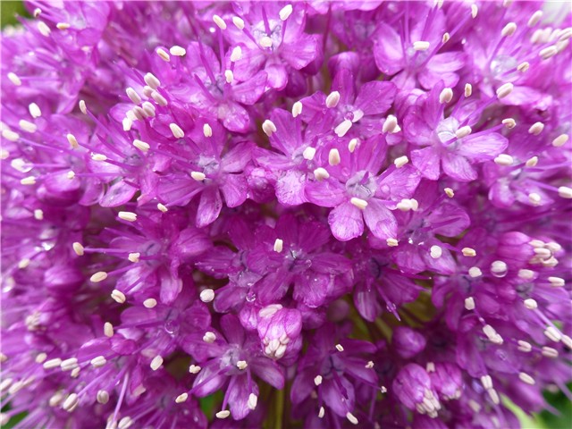 Alium izbliza