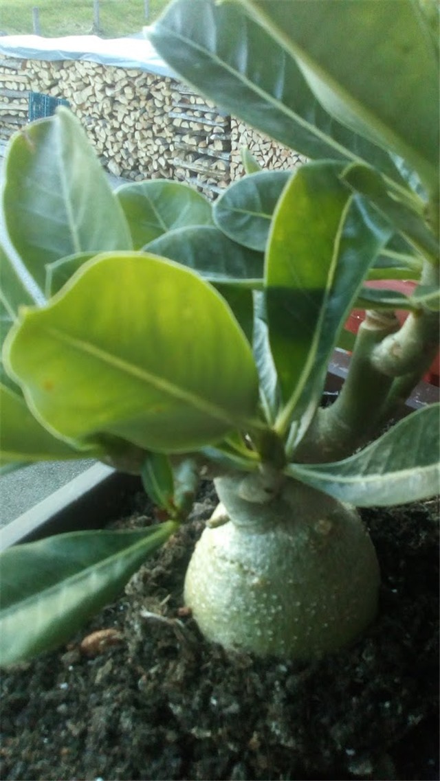 adenium