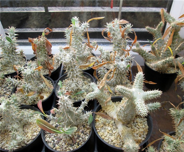 pachypodium seedlings