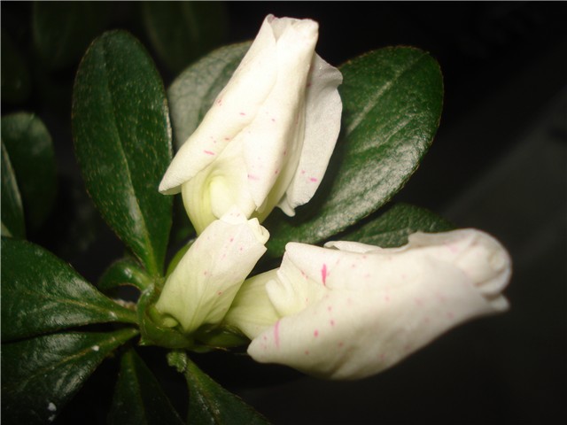 azalea2