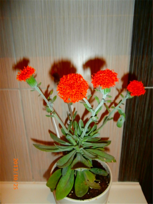 senecio