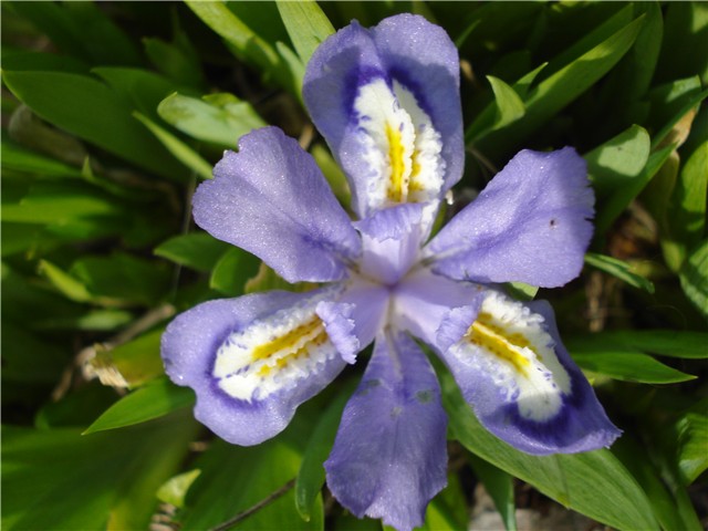 Mini Iris