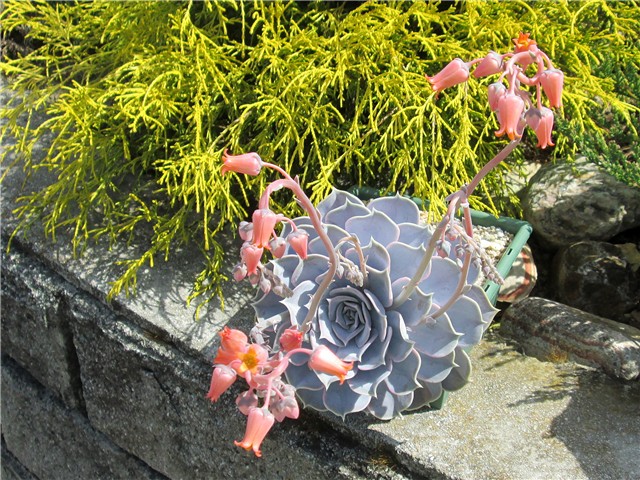 Echeveria lilacina