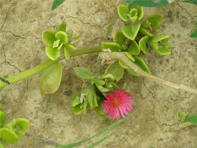 lantanine krasotice