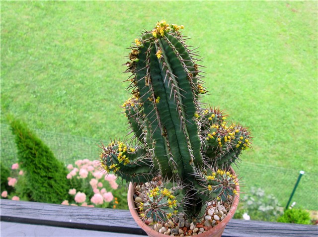 euphorbia fruticosa