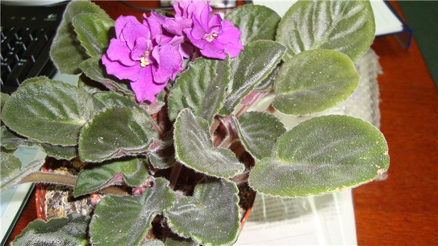 ljubičica 9