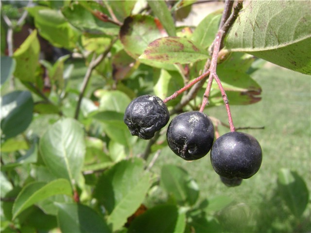 aronija