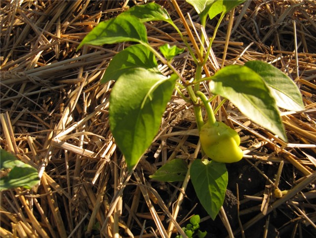 Paprika