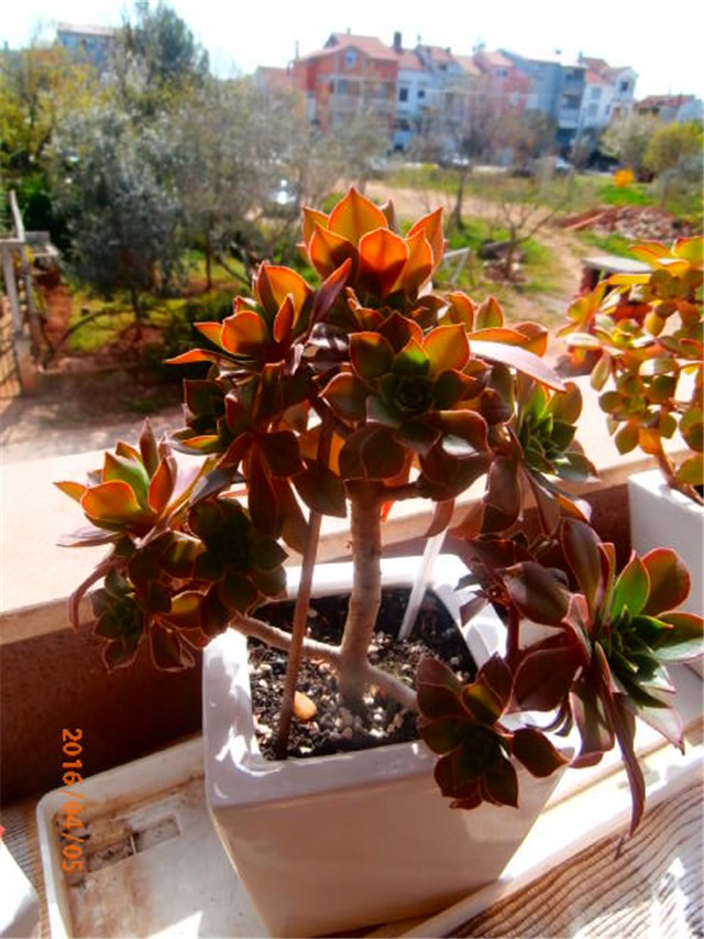 aeonium