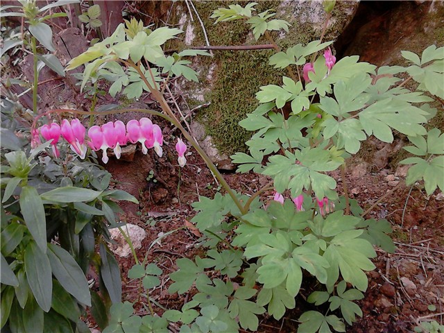 Dicentra