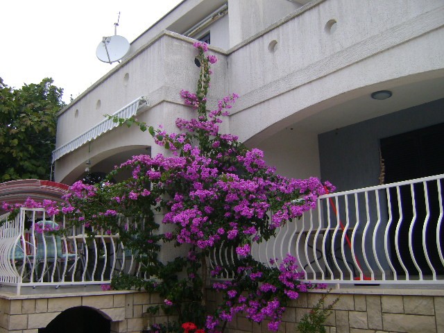 bugenvilija