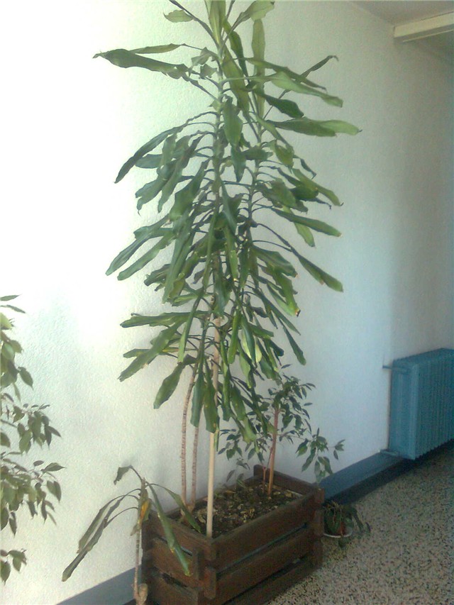 dracena