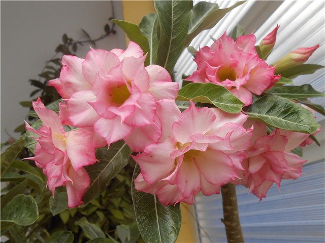 Adenium