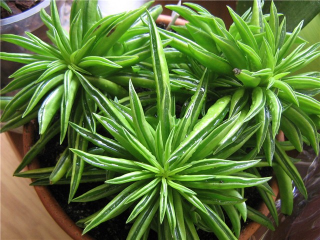 Peperomia ferreyrae