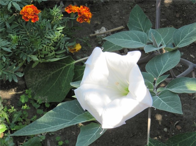 Datura