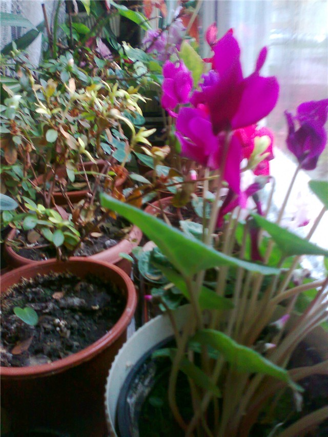 cyclamen