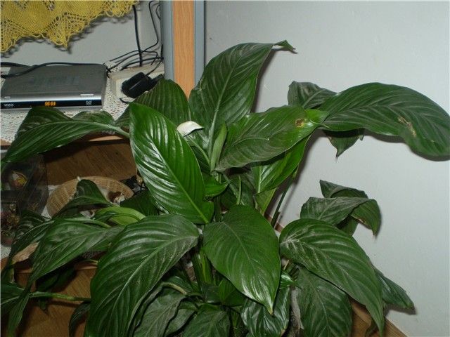 cvijet